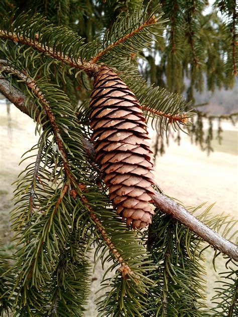norway spruce tree cones